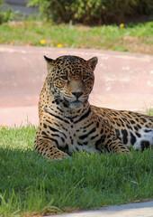 Fototapeta na wymiar Chiapas jaguar in a zoo