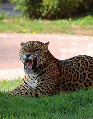 Chiapas jaguar in a zoo