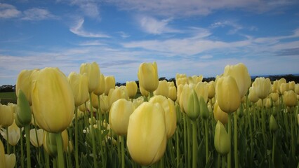 tulip field and sky