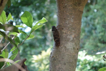 セミが鳴く暑い夏、cicadas in summer、
