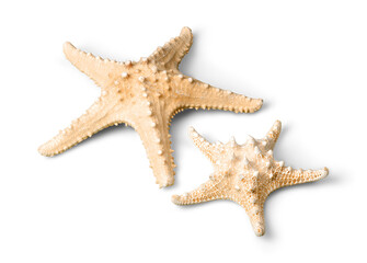 Starfish Isolated