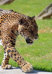 Chiapas jaguar in a zoo