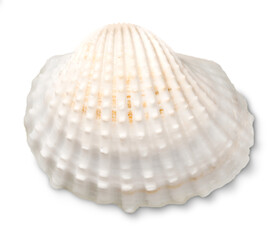 Decorations of seashell or ocean mollusk. Underwater life