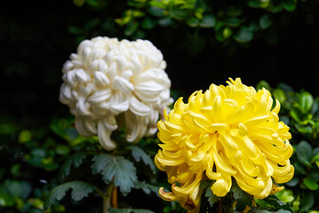 Close-up of a variety of delicate chrysanthemums in brilliant bloom