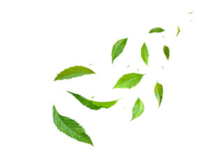 Green Floating Leaves Flying Leaves Green Leaf Dancing, Air Purifier Atmosphere Simple Main Picture.