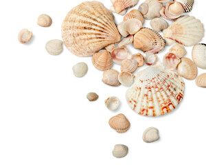 Decorations of seashell or ocean mollusk. Underwater life