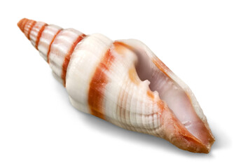 Decorations of seashell or ocean mollusk. Underwater life