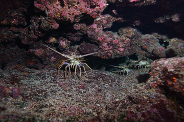 Lobster with a family under the coral cave 