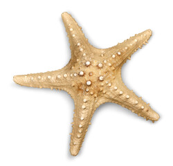 Starfish Decorations or ocean mollusk. Underwater life