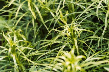 Bush blooming garden plant closeup.