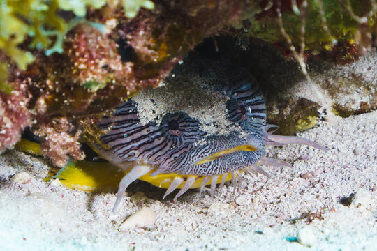 Coral reef toadfish cozumel splendid 