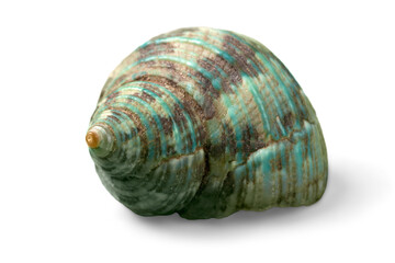 Conch Shell Isolated