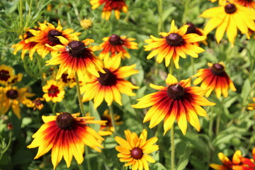 yellow flowers in the garden