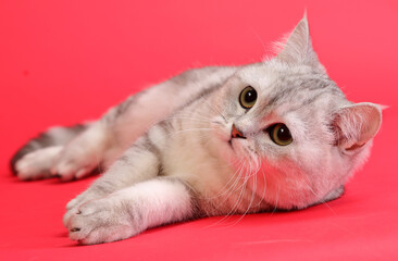  cute and lovely cat