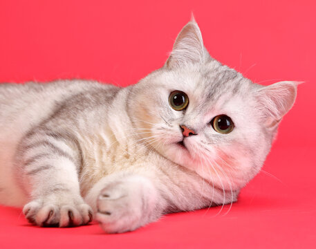  cute and lovely cat