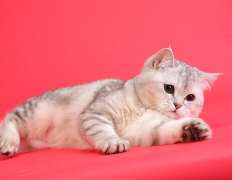  cute and lovely cat