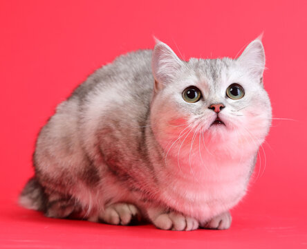  cute and lovely cat