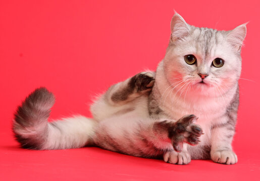 cute and lovely cat