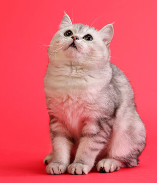  cute and lovely cat