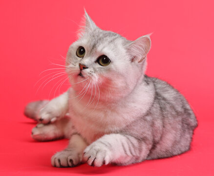  cute and lovely cat