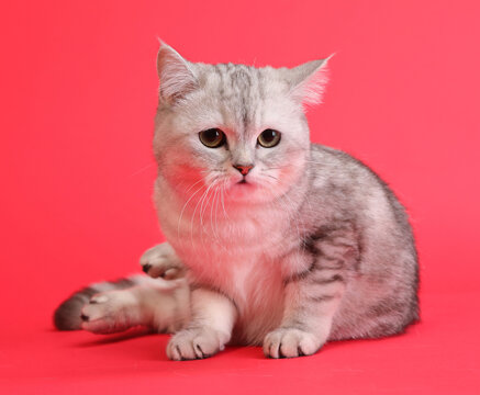  cute and lovely cat