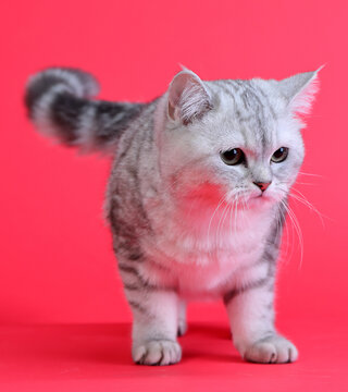  cute and lovely cat