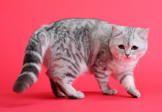  cute and lovely cat