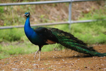 Obraz premium Peacock