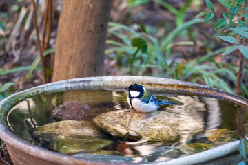 水鉢にシジュウカラ