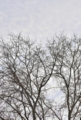 Fototapeta na wymiar Trees without leaves against a cloudy sky on a winter day
