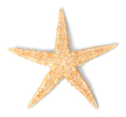 Starfish Decorations or ocean mollusk. Underwater life