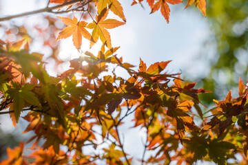 紅葉 木漏れ日