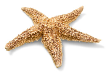 Starfish Decorations or ocean mollusk. Underwater life