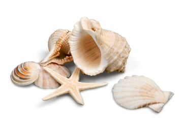 Decorations of seashell or ocean mollusk. Underwater life - obrazy, fototapety, plakaty