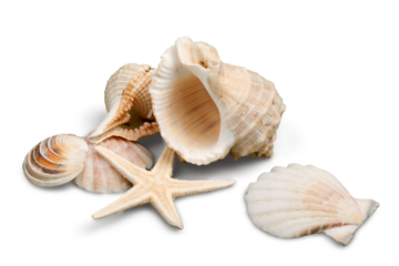 Decorations of seashell or ocean mollusk. Underwater life