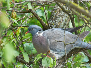 Dove. Pigeon. Vyakhir. Columba palumbus.