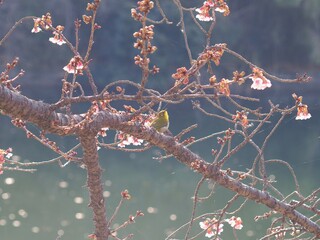 福成寺の讃岐寒桜とメジロ【香川県丸亀市栗熊】2