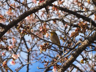 福成寺の讃岐寒桜とメジロ【香川県丸亀市栗熊】