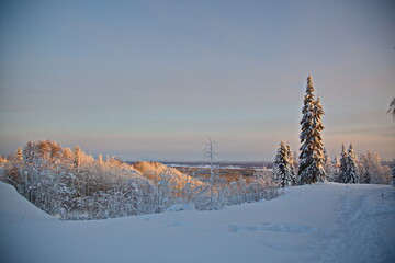 Obraz premium Winter forest in the Russian north.