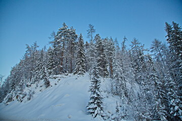 Winter forest in the Russian north.
