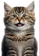 Foto op Aluminium Cute funny smiling kitten, illustration on transparent background © FP Creative Stock