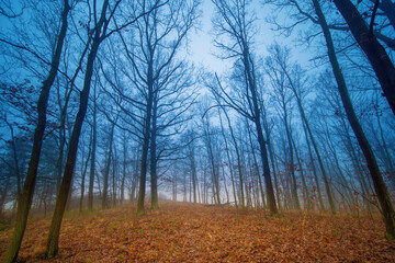 Fototapeta na wymiar Autumn deciduous forest in foggy weather covered with fallen yellow leaves
