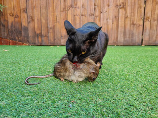 A black cat has caught a large rat and is holding it in its mouth