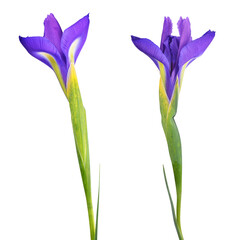 Blue iris flower isolated on transparent background, PNG.