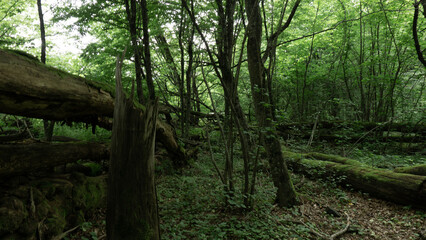 Tourist path in the deciduous forest. Berendeyevo kingdom, Russia, Lazarevskoe, Sochi