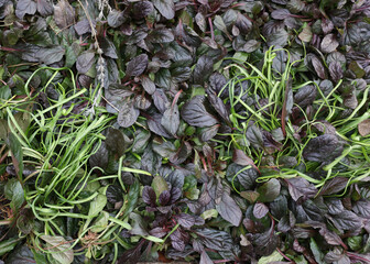 Background of grass and leaves, top view.