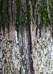 Wooden background, bark of an old tree, texture. Tree close-up. Wet bark after rain