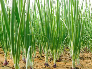 Beautiful onion plants on the farm. Green onions growing in the field. This year's best onion field images. Cultivation of Indian Onion.  