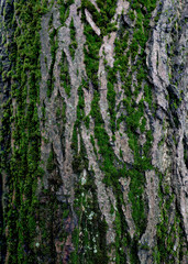 Wooden background, bark of an old tree, texture. Tree close-up. Wet bark after rain