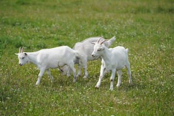 Three white goats came out on a blooming green meadow